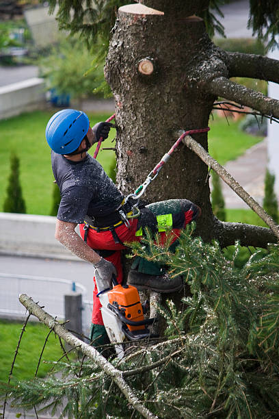 Best Hazardous Tree Removal  in Carolina Shores, NC