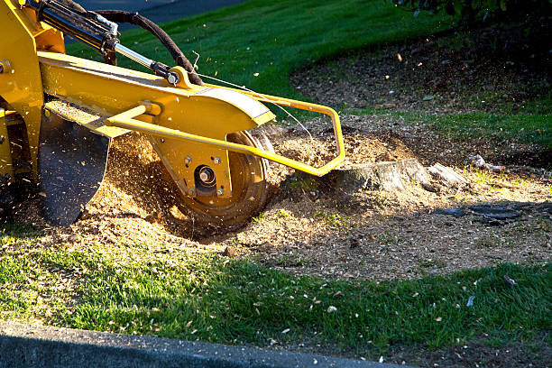  Carolina Shores, NC Tree Removal Pros