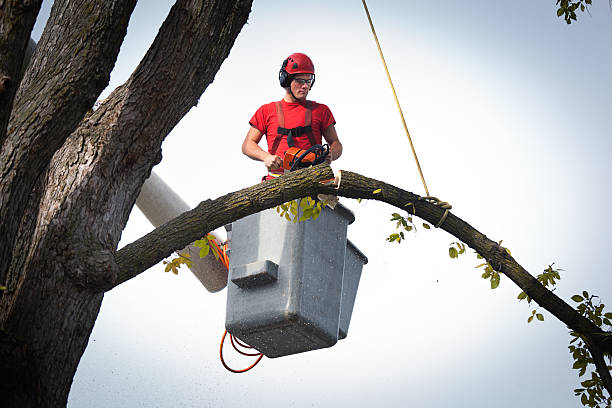 Best Leaf Removal  in Carolina Shores, NC